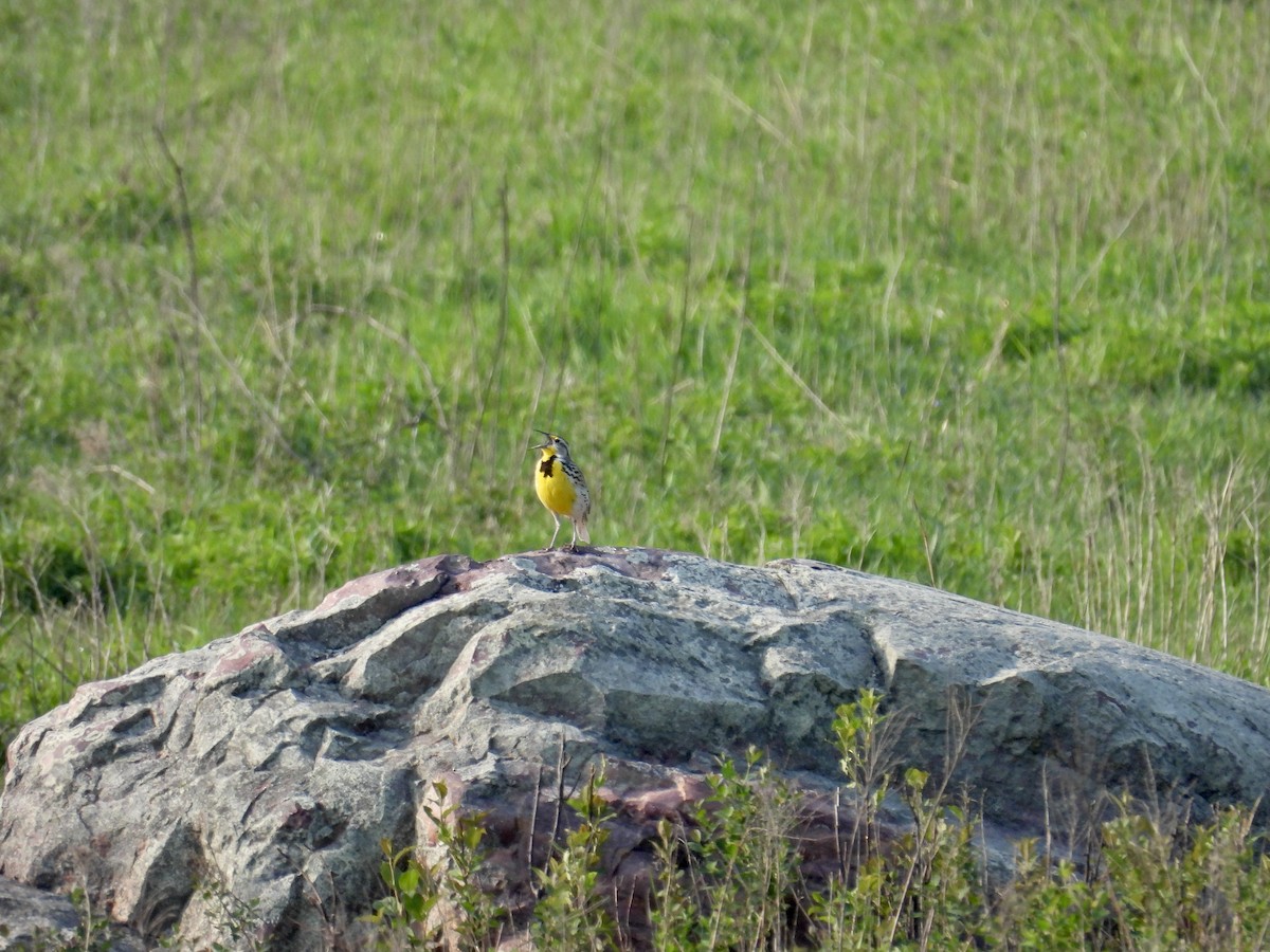 Western Meadowlark - Dana Sterner