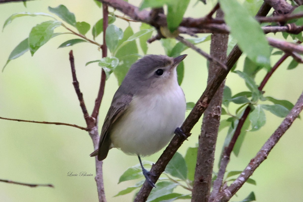 Warbling Vireo - Christian Langlois