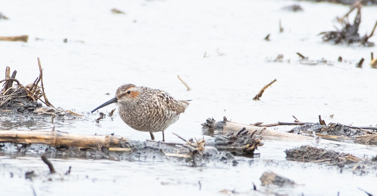 Stilt Sandpiper - Anuj Ghimire