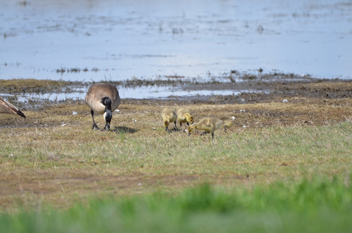 Canada Goose - Carmen Tavares