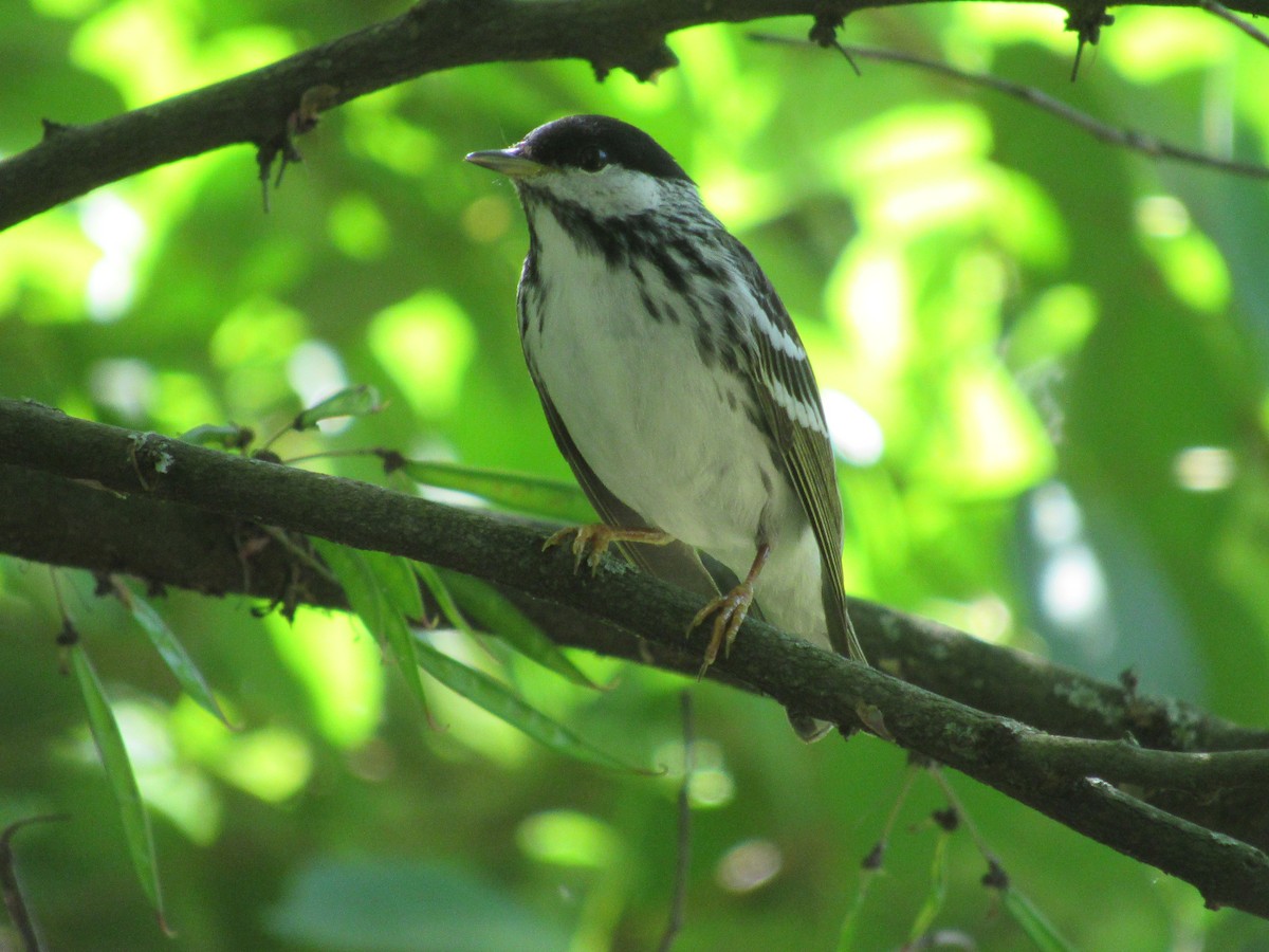 Blackpoll Warbler - John Coyle