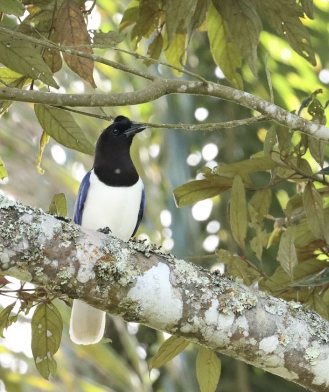 Curl-crested Jay - ML619543250