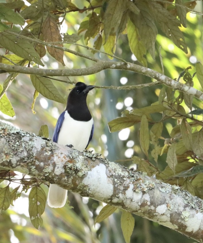 Curl-crested Jay - ML619543251