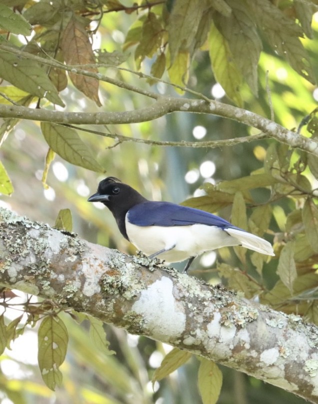 Curl-crested Jay - ML619543252