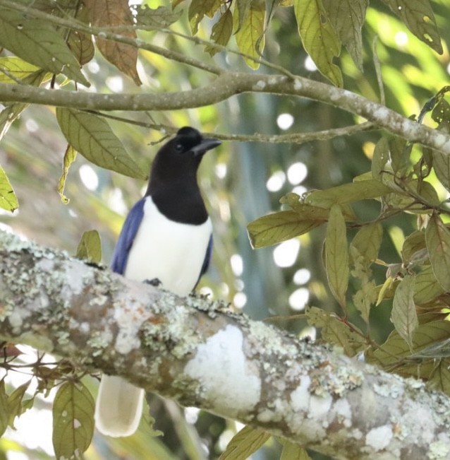 Curl-crested Jay - ML619543253