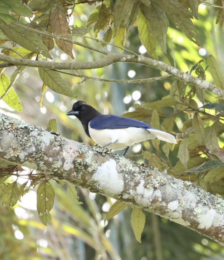 Curl-crested Jay - ML619543254