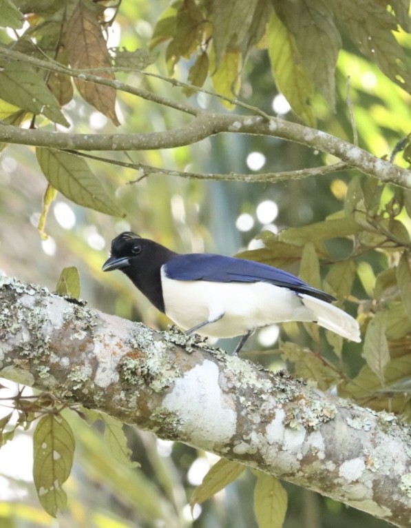 Curl-crested Jay - ML619543255