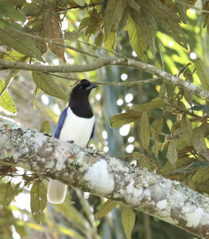 Curl-crested Jay - ML619543256