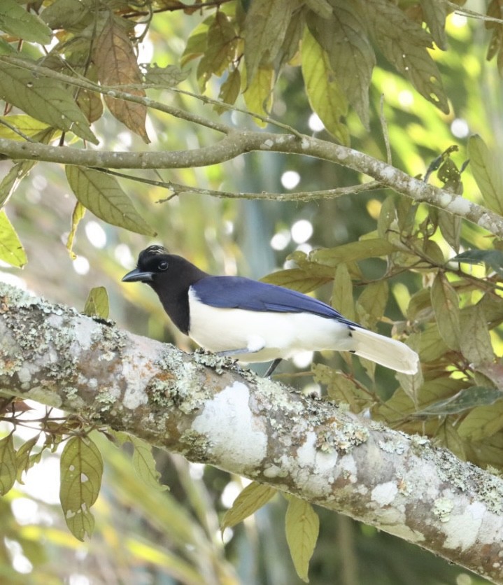Curl-crested Jay - ML619543257