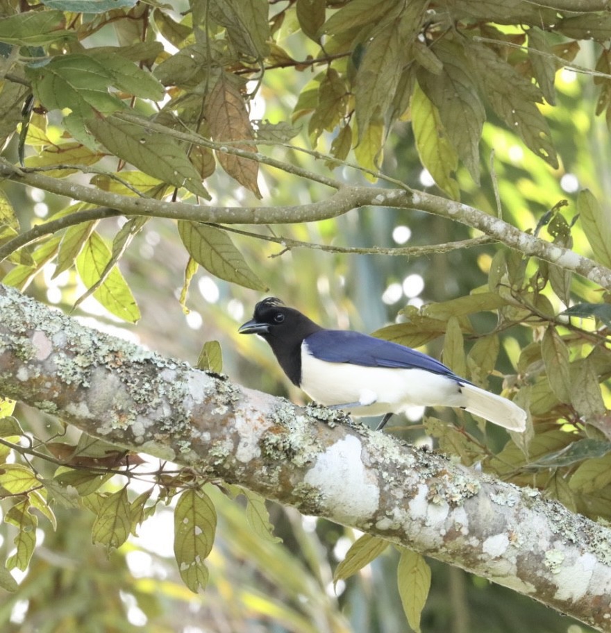 Curl-crested Jay - ML619543258