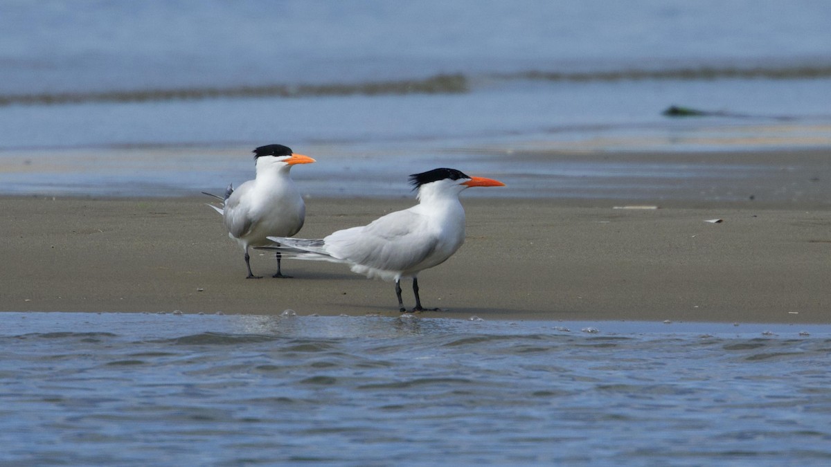 Royal Tern - Gregory Gough 🦚