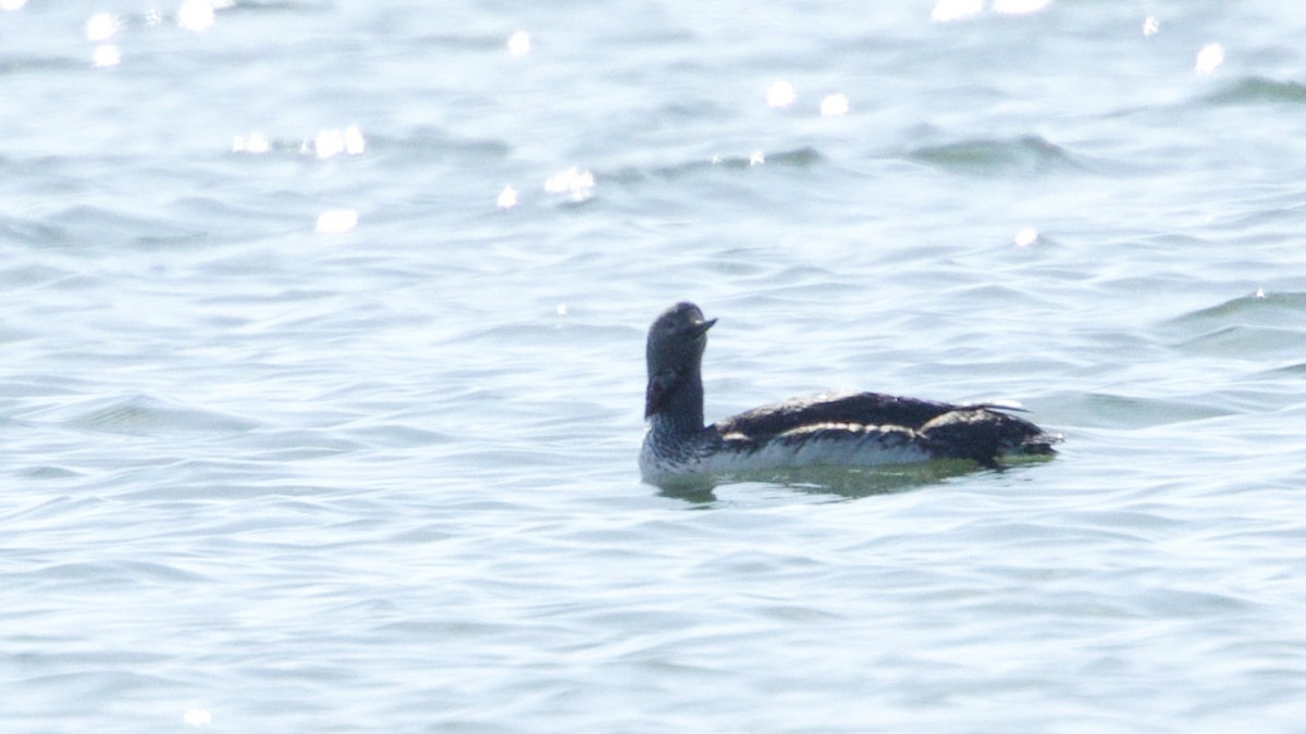 Red-throated Loon - Gregory Gough 🦚