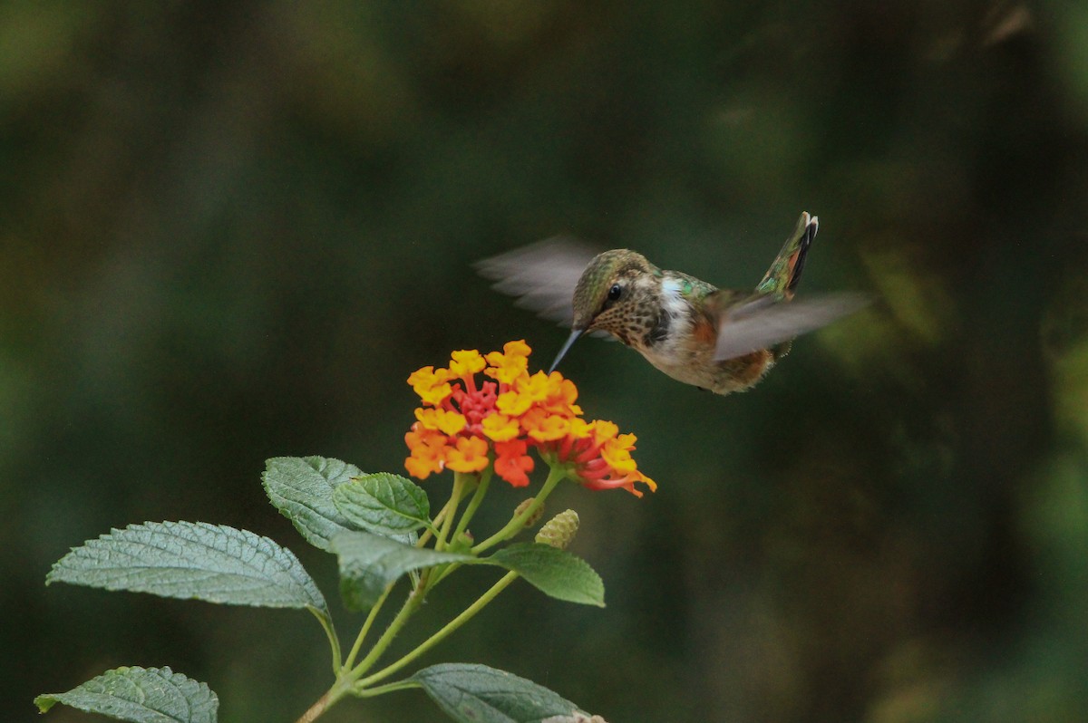 Bumblebee Hummingbird - ML619543264