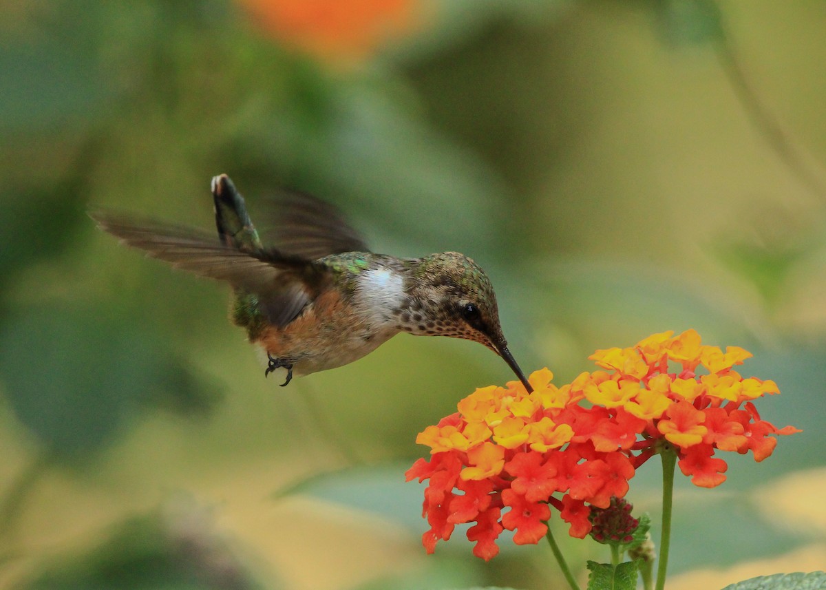Bumblebee Hummingbird - ML619543265