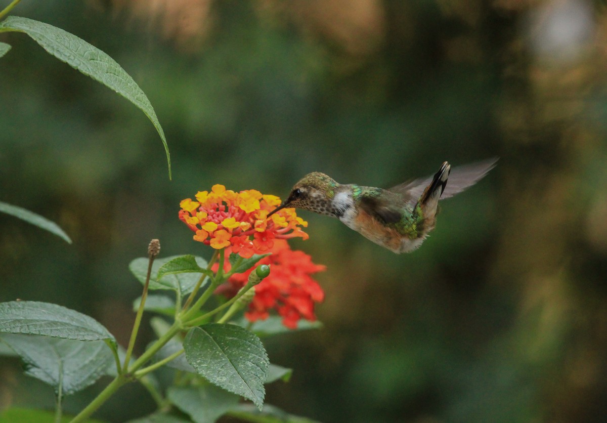 Bumblebee Hummingbird - ML619543269