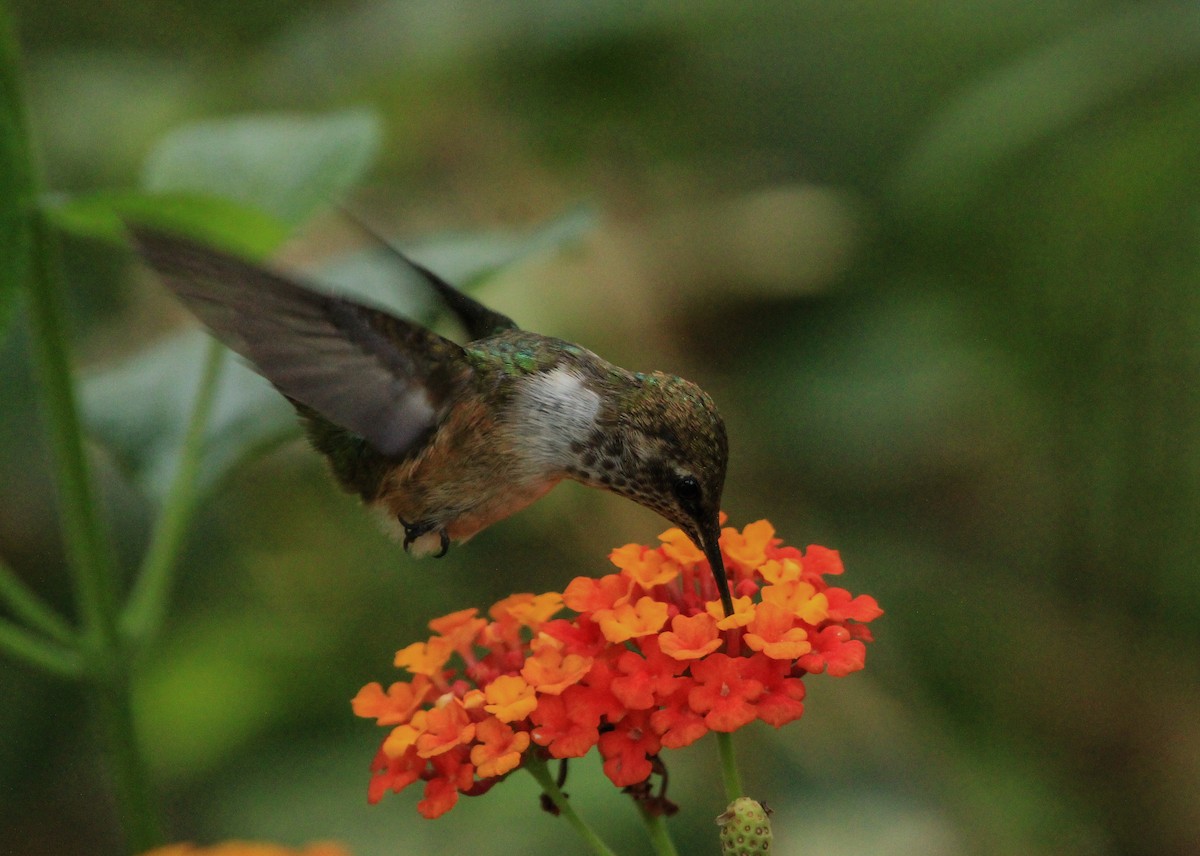 Bumblebee Hummingbird - ML619543270