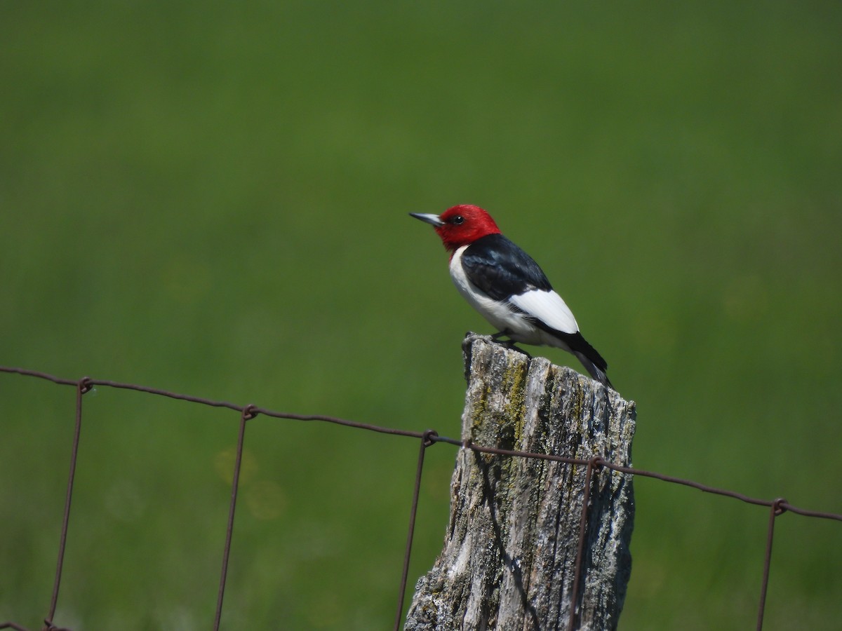 Red-headed Woodpecker - Alexander R