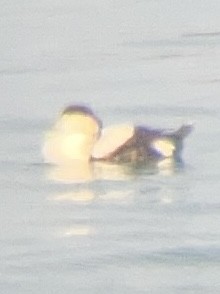 Common Eider - Mary Alice HAYWARD