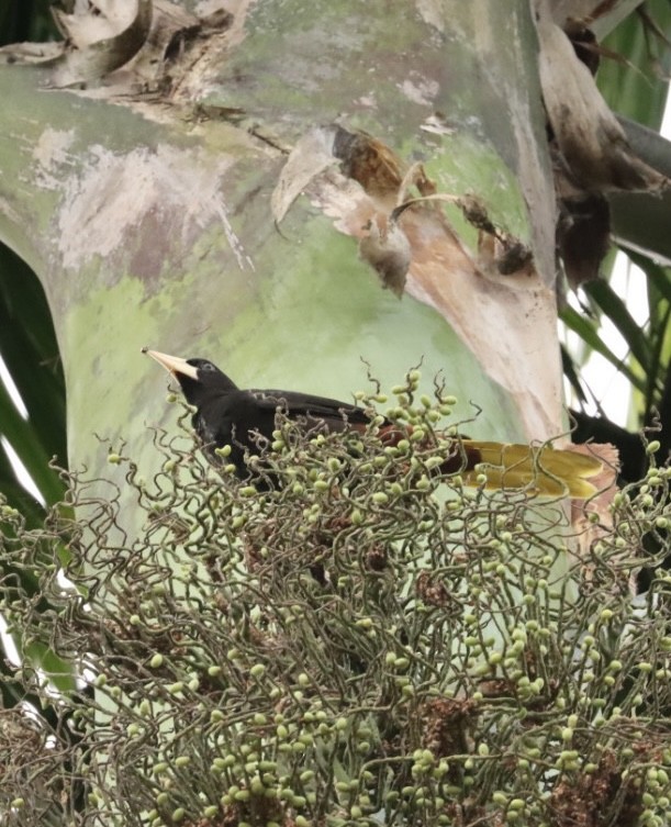 Crested Oropendola - Janaina Souza