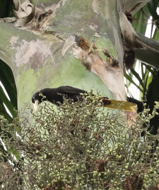 Crested Oropendola - Janaina Souza