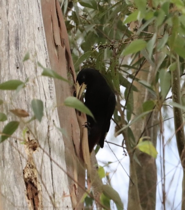 Crested Oropendola - Janaina Souza