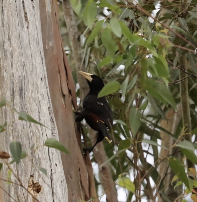 Crested Oropendola - Janaina Souza