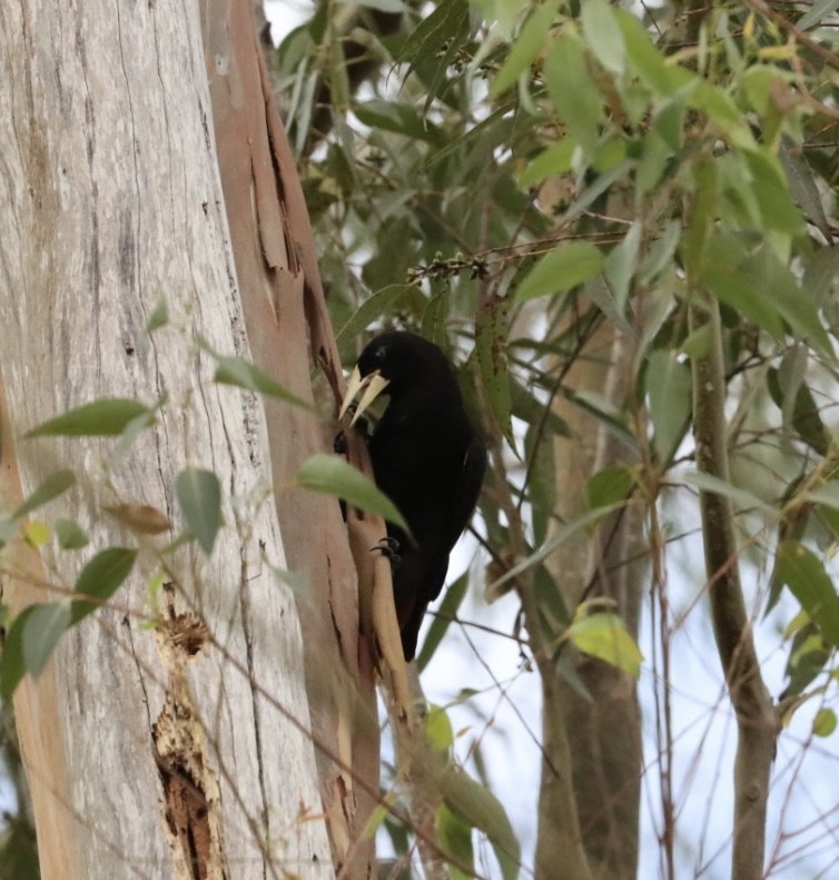 Crested Oropendola - Janaina Souza