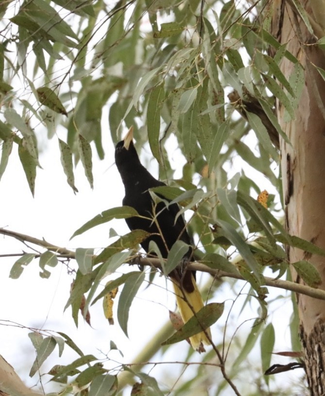 Crested Oropendola - Janaina Souza