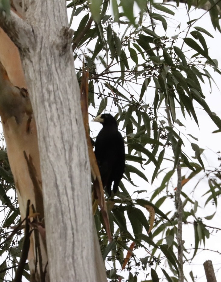 Crested Oropendola - Janaina Souza