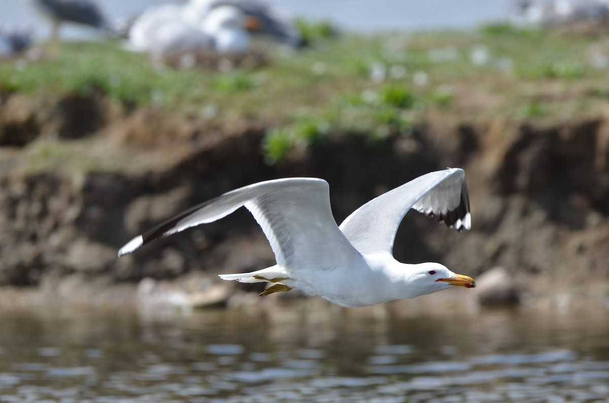 Gaviota Californiana - ML619543288