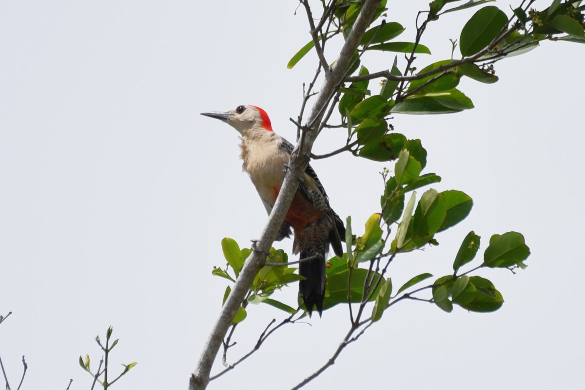 Golden-fronted Woodpecker - Bruce Mast