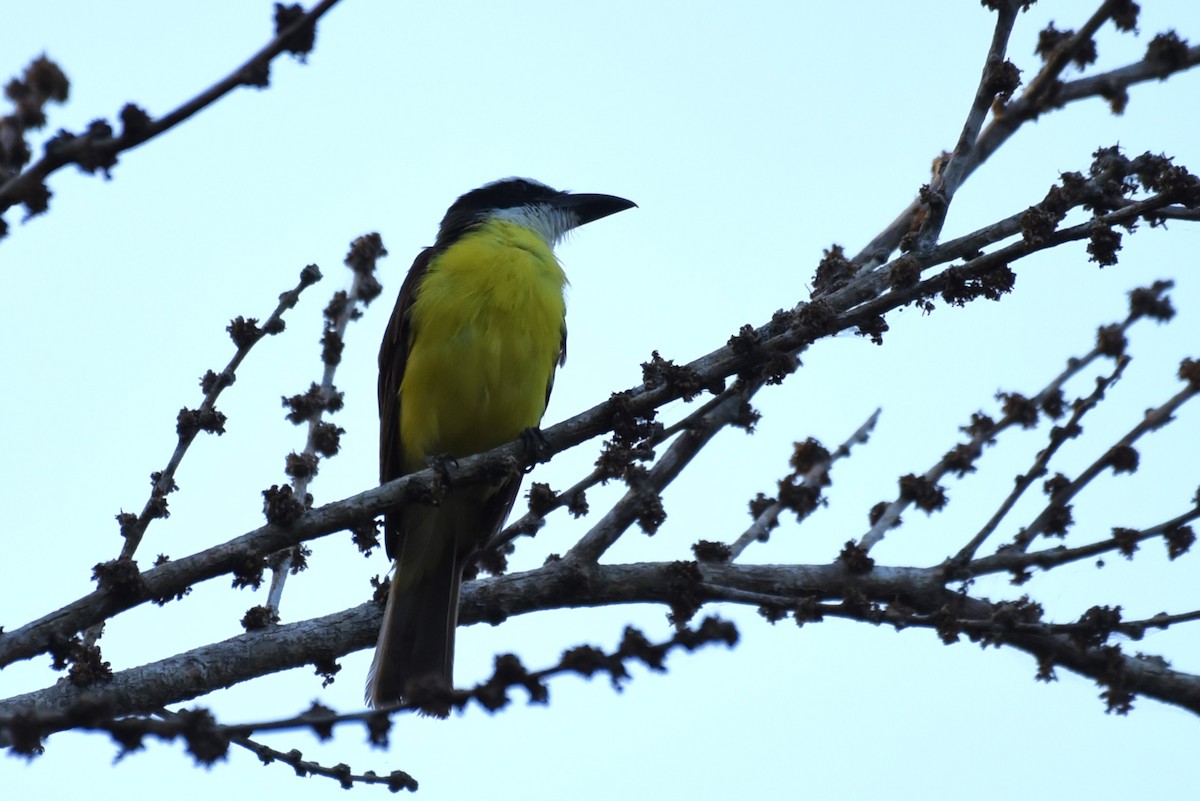 Boat-billed Flycatcher - Bruce Mast