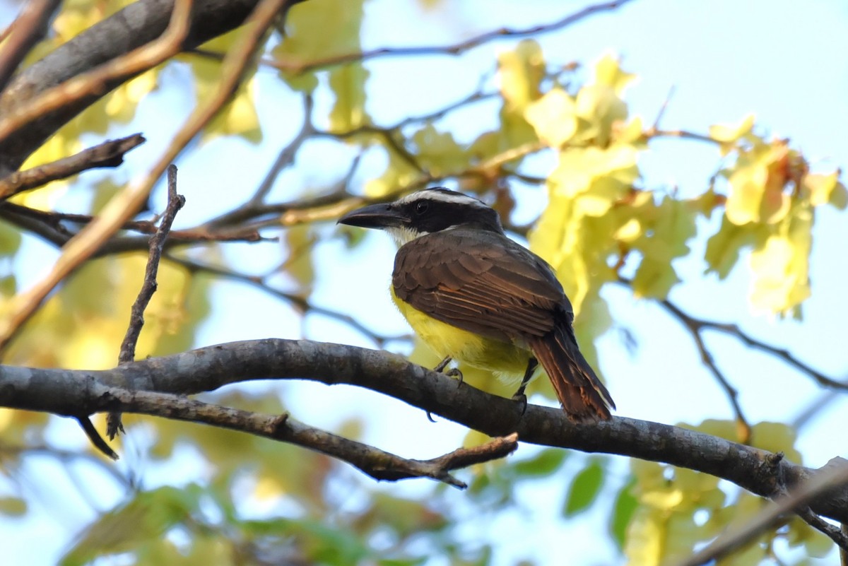 Boat-billed Flycatcher - Bruce Mast