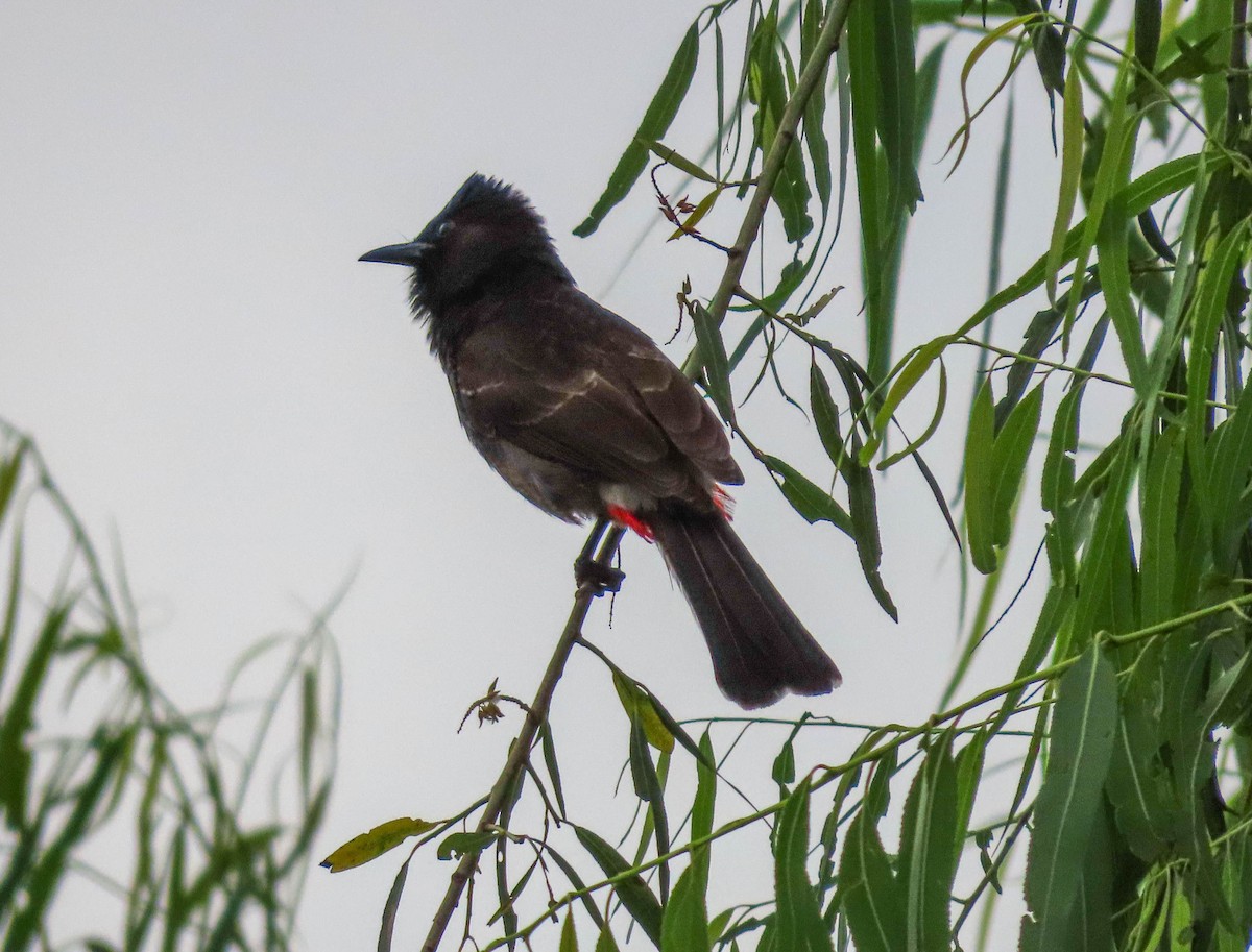 Red-vented Bulbul - Tira Overstreet