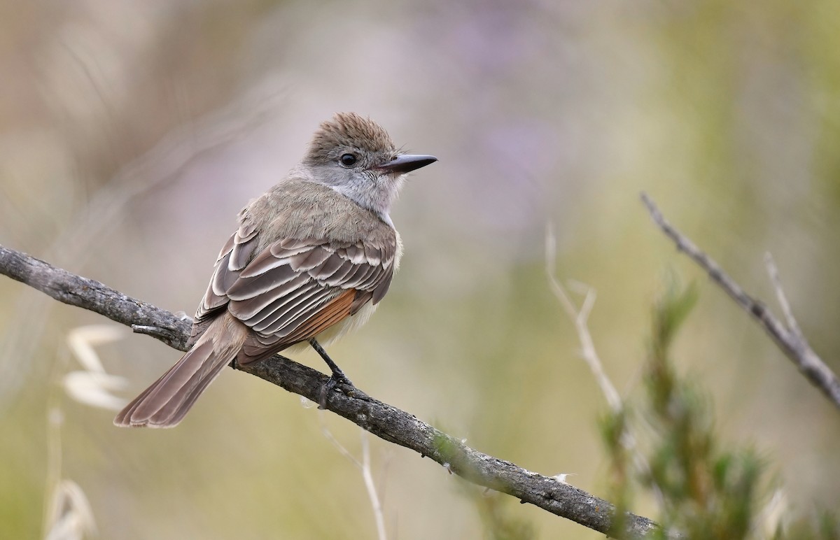 Ash-throated Flycatcher - ML619543299