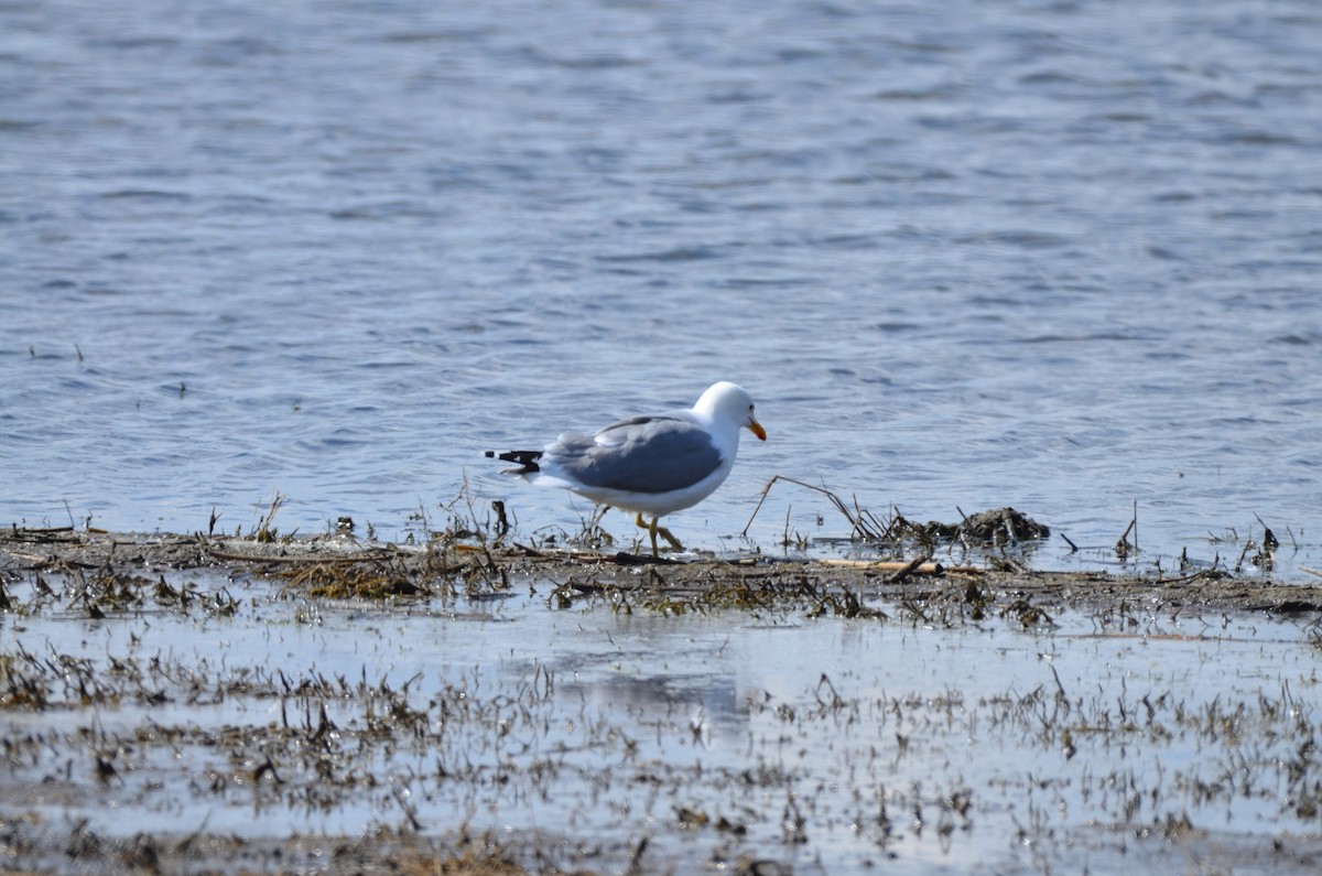 Gaviota Californiana - ML619543301