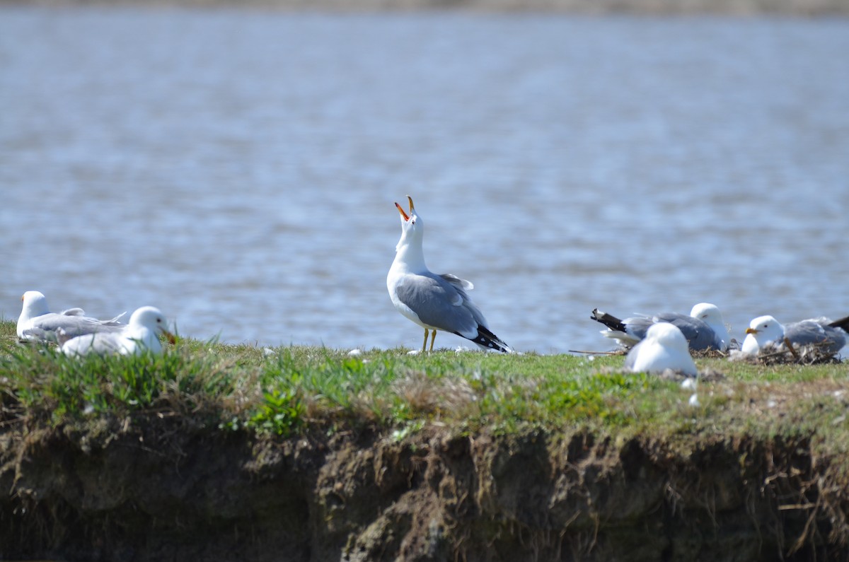 California Gull - ML619543310