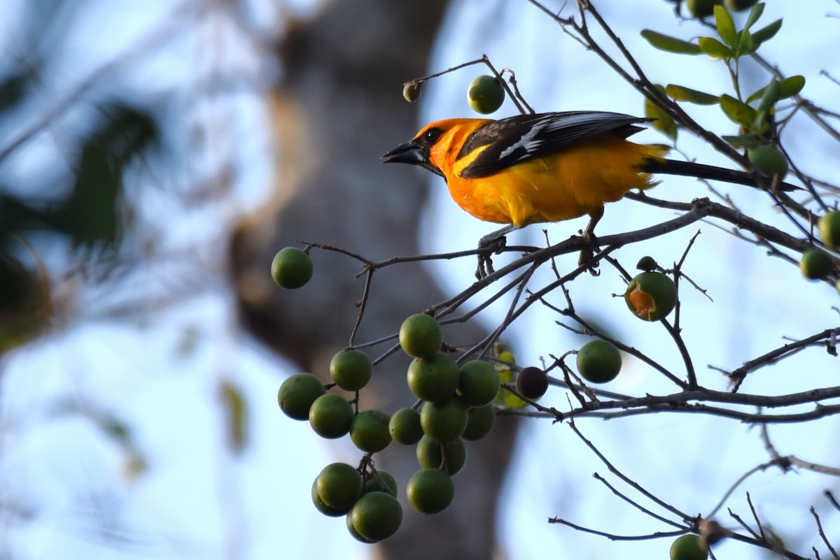 Altamira Oriole - Bruce Mast