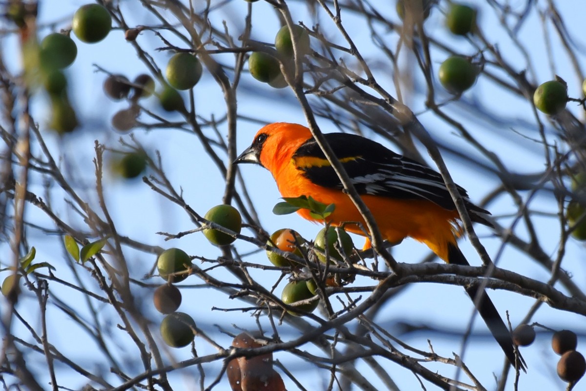 Altamira Oriole - Bruce Mast