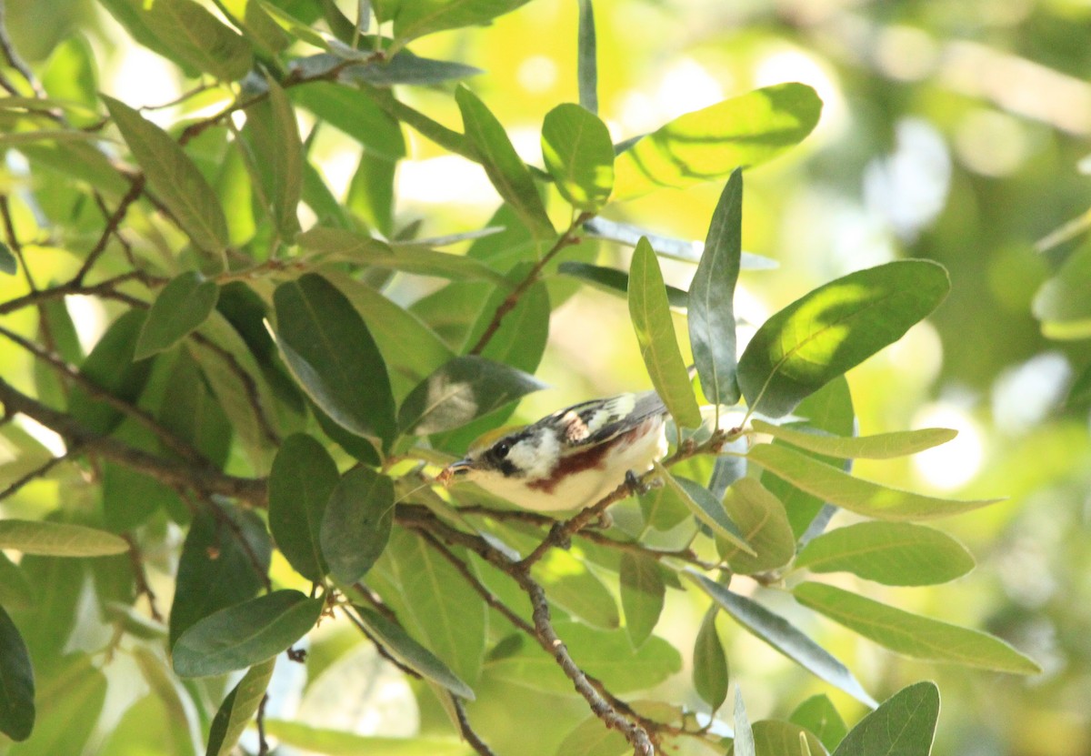 Chestnut-sided Warbler - Alejandro Vidal