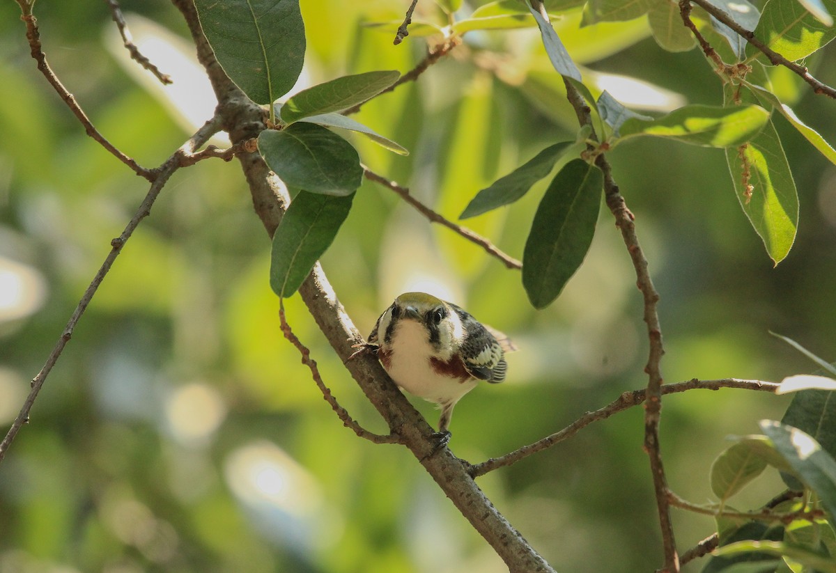 Chestnut-sided Warbler - Alejandro Vidal