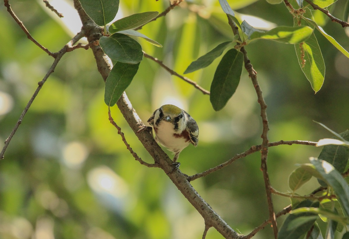 Chestnut-sided Warbler - Alejandro Vidal