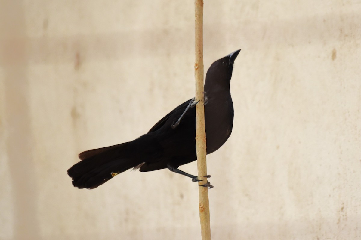 Melodious Blackbird - Bruce Mast