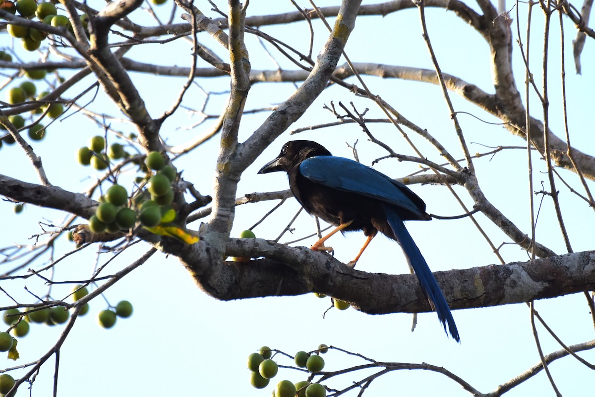 Yucatan Jay - Bruce Mast