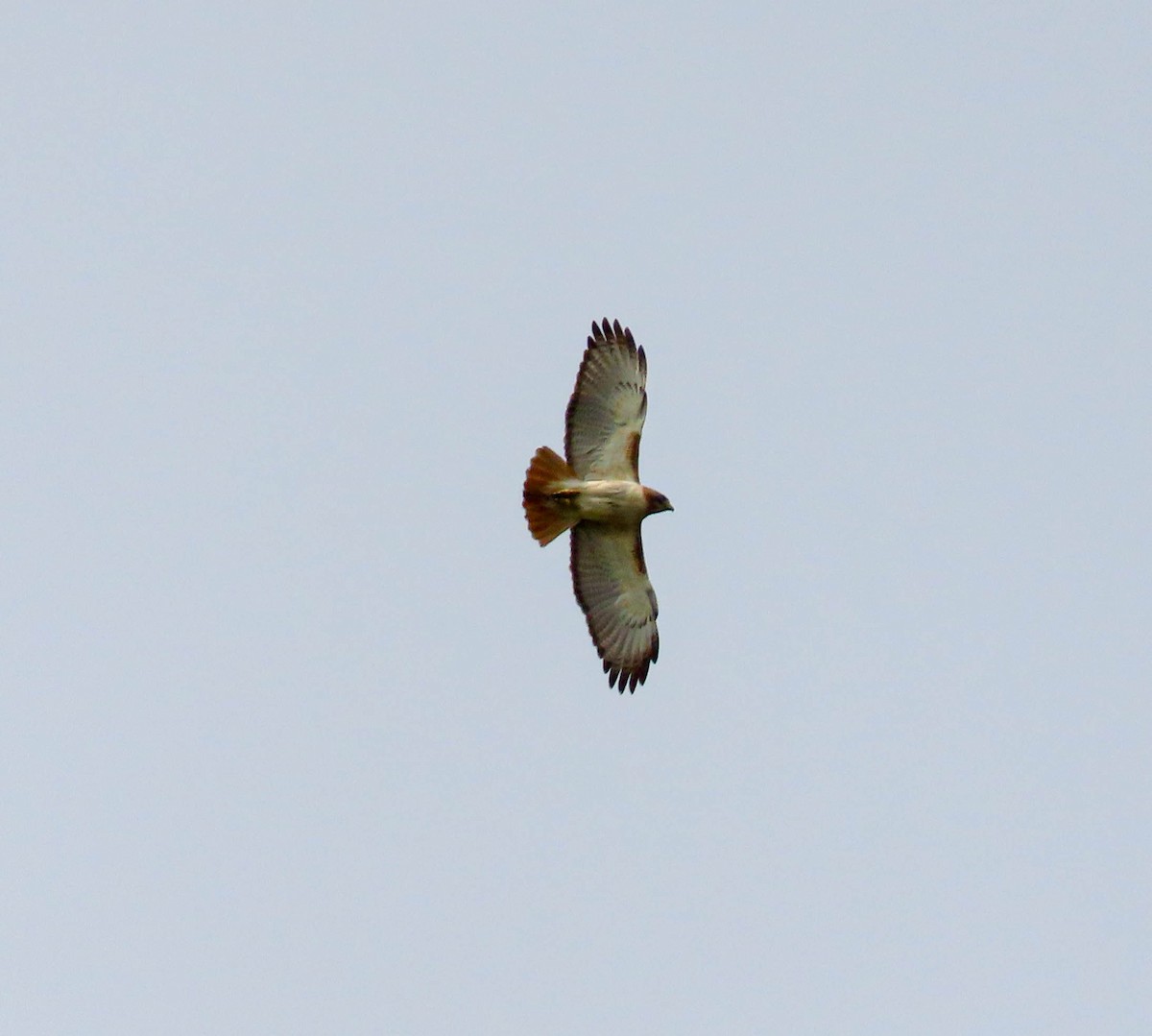 Red-tailed Hawk - Tira Overstreet