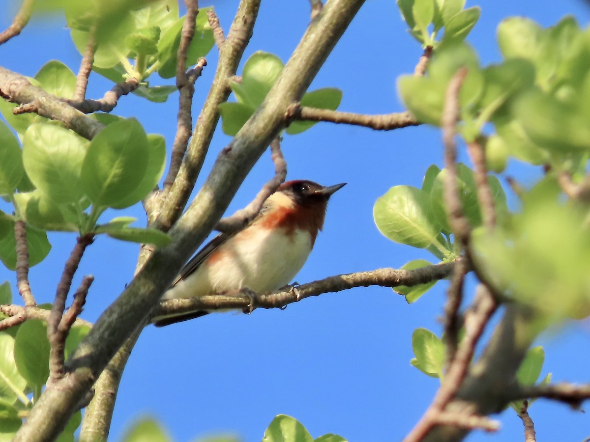 Bay-breasted Warbler - Marjorie Watson