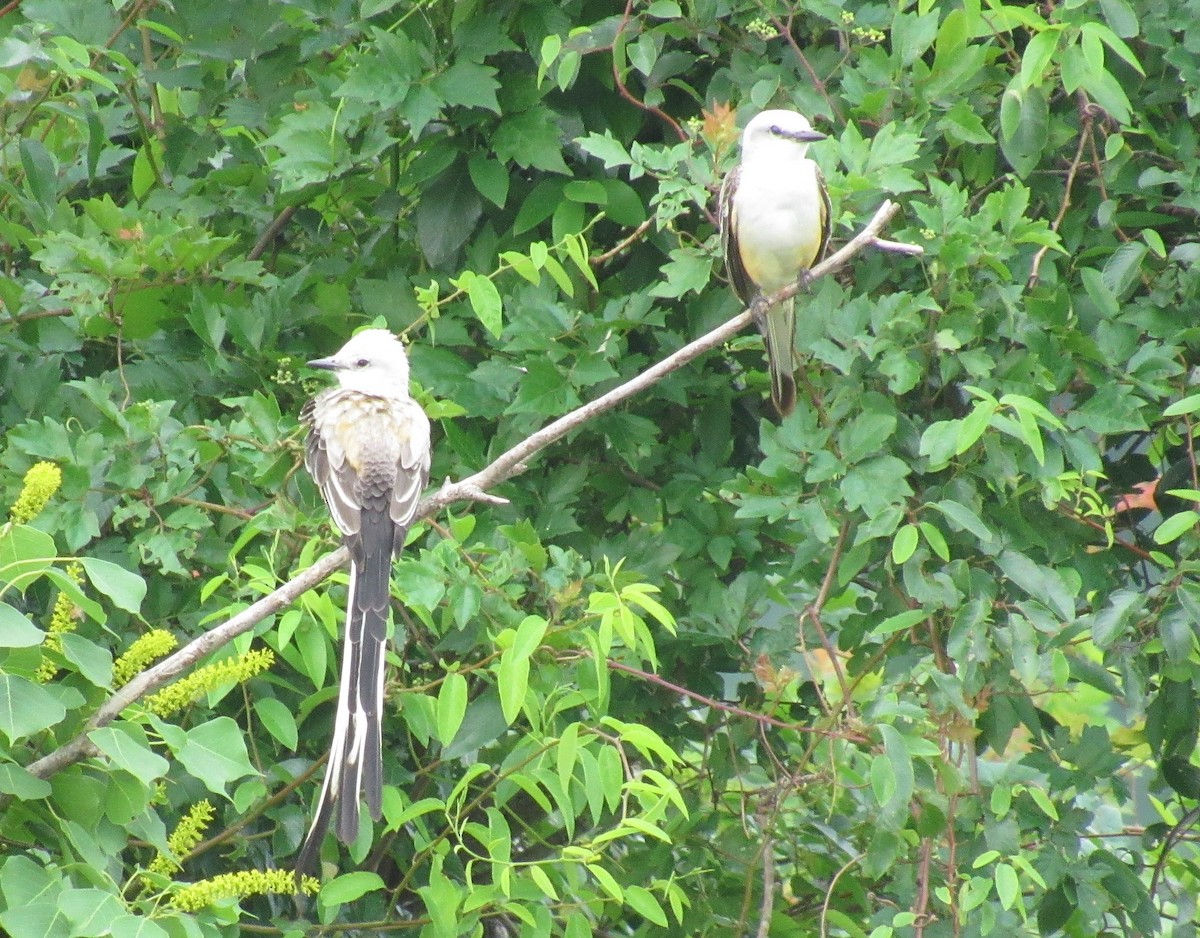 Scissor-tailed Flycatcher - Twylabird Jean