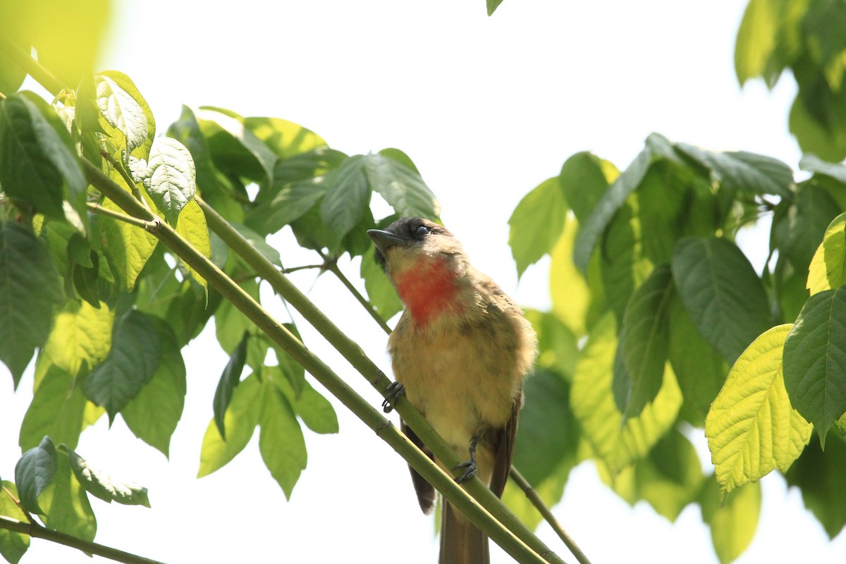 Rose-throated Becard - Alejandro Vidal