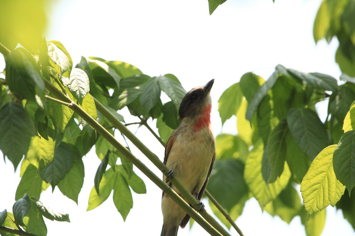 Rose-throated Becard - Alejandro Vidal