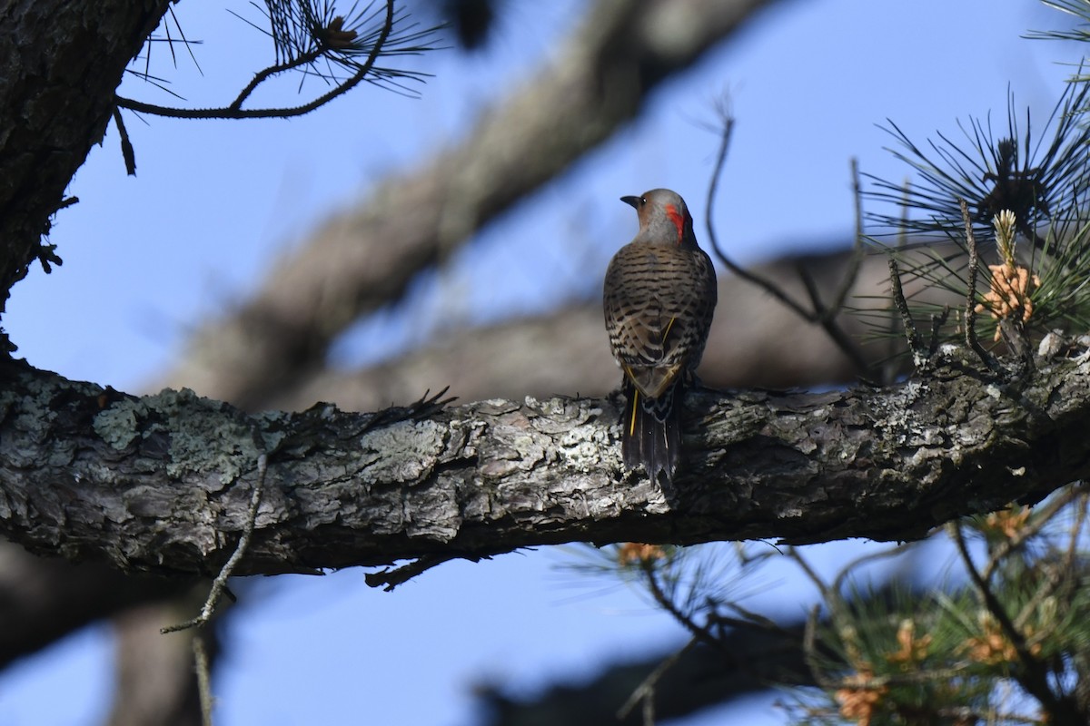 Northern Flicker - Kazumi Ohira